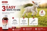Ivermectin 0.08% Liquid Sheep Drench - Sheep Dewormer Oral Solution for Lambs and Ewes, Ovine Wormer, 100 mL Bottle, 1 Pack - Image 2